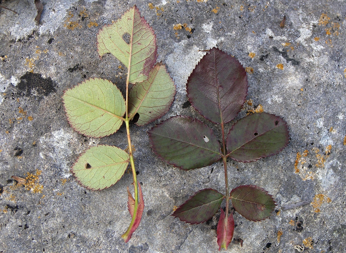 Image of Rosa borissovae specimen.