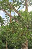 Acacia mangium. Часть кроны дерева. Таиланд, национальный парк Си Пханг-нга. 19.06.2013.