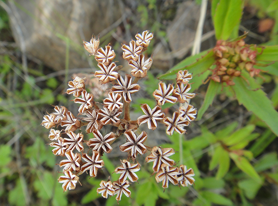 Image of Aizopsis rhodocarpa specimen.