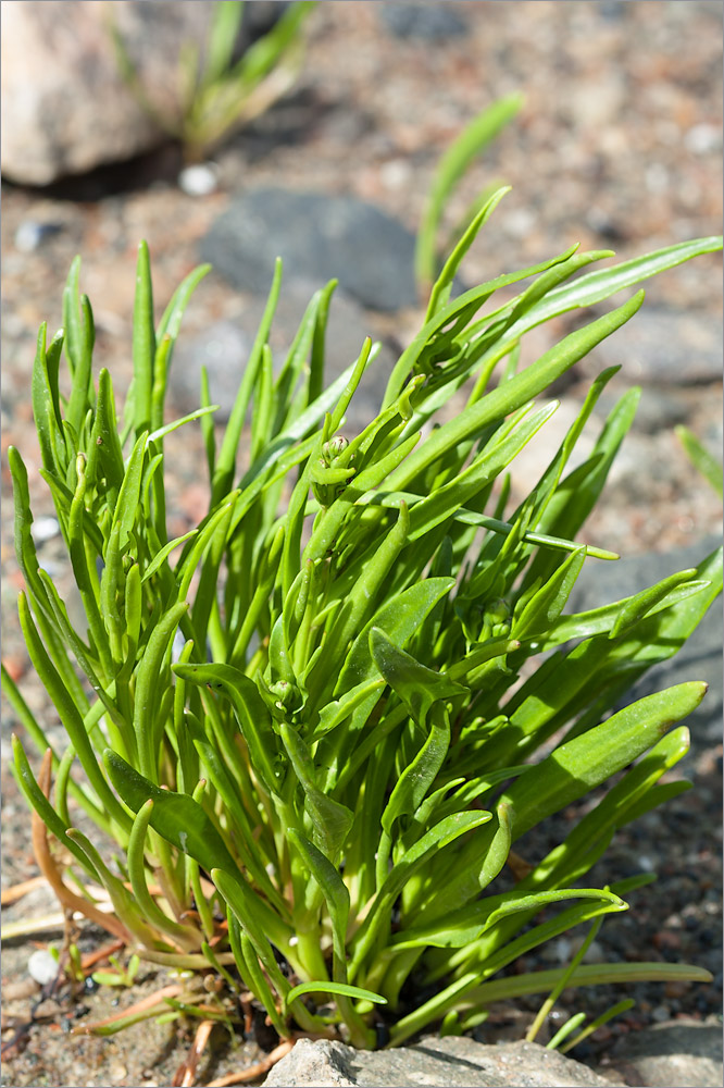 Изображение особи Tripolium pannonicum ssp. tripolium.