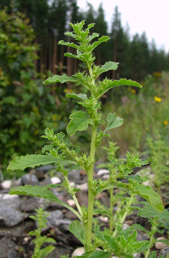 Image of Amaranthus albus specimen.