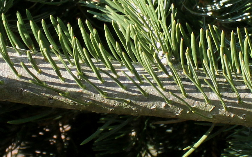 Изображение особи Abies nordmanniana ssp. equi-trojani.