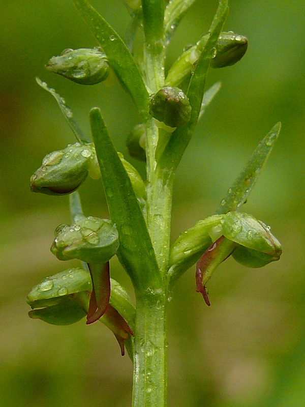 Image of Dactylorhiza viridis specimen.