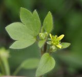 Ranunculus muricatus