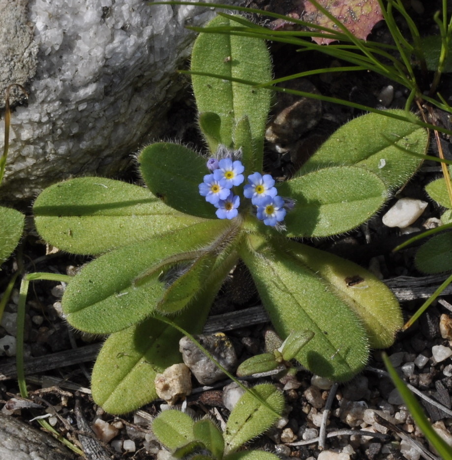 Image of Myosotis incrassata specimen.