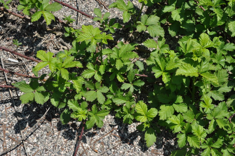 Image of Rubus sanctus specimen.