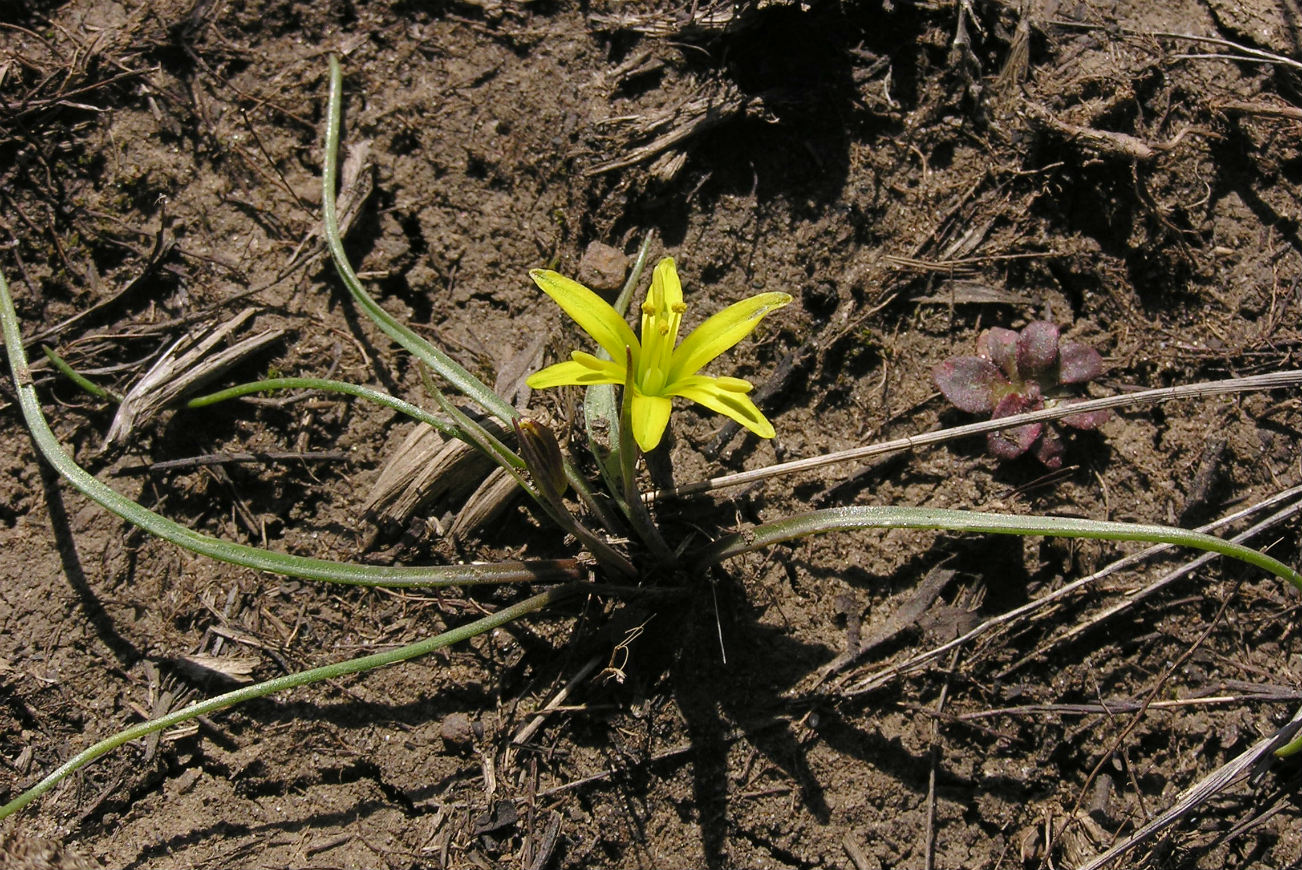 Image of Gagea pusilla specimen.