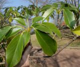 Trochodendron aralioides. Верхушки побегов. Германия, г. Дюссельдорф, Ботанический сад университета. 13.03.2014.