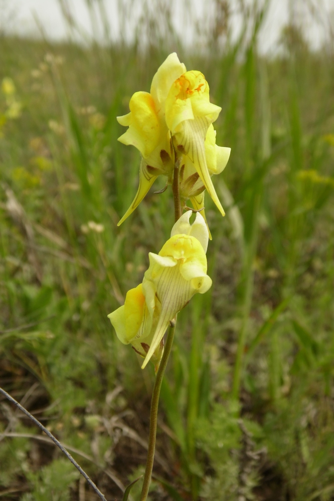 Image of Linaria macroura specimen.