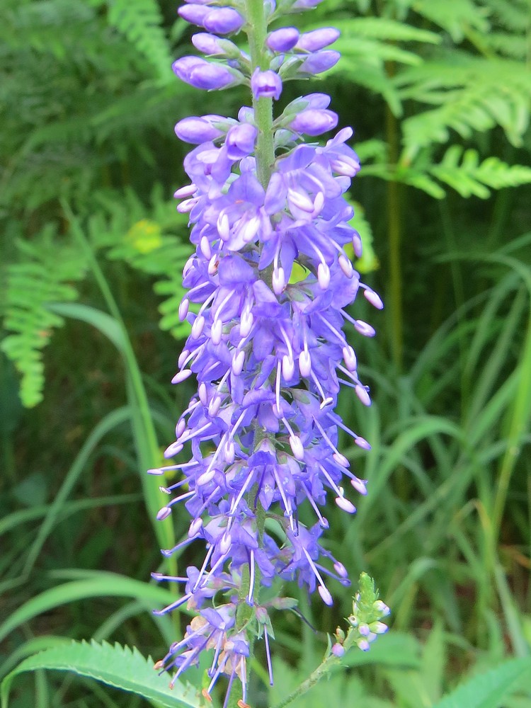 Image of Veronica longifolia specimen.