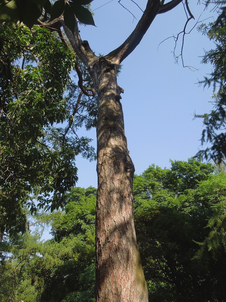 Image of Larix sibirica specimen.