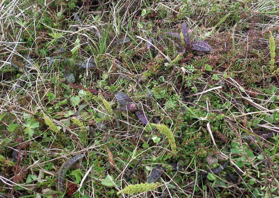 Image of Dactylorhiza psychrophila specimen.