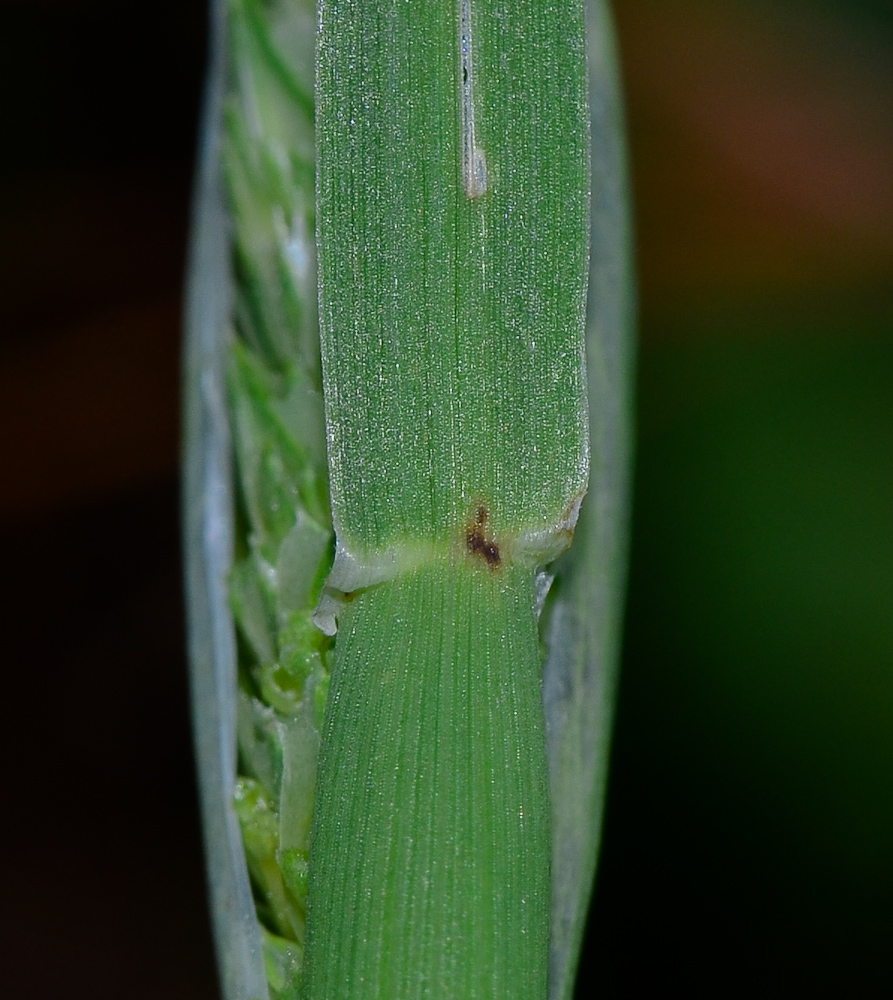 Image of Phalaris paradoxa specimen.