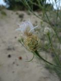 Centaurea appendicata
