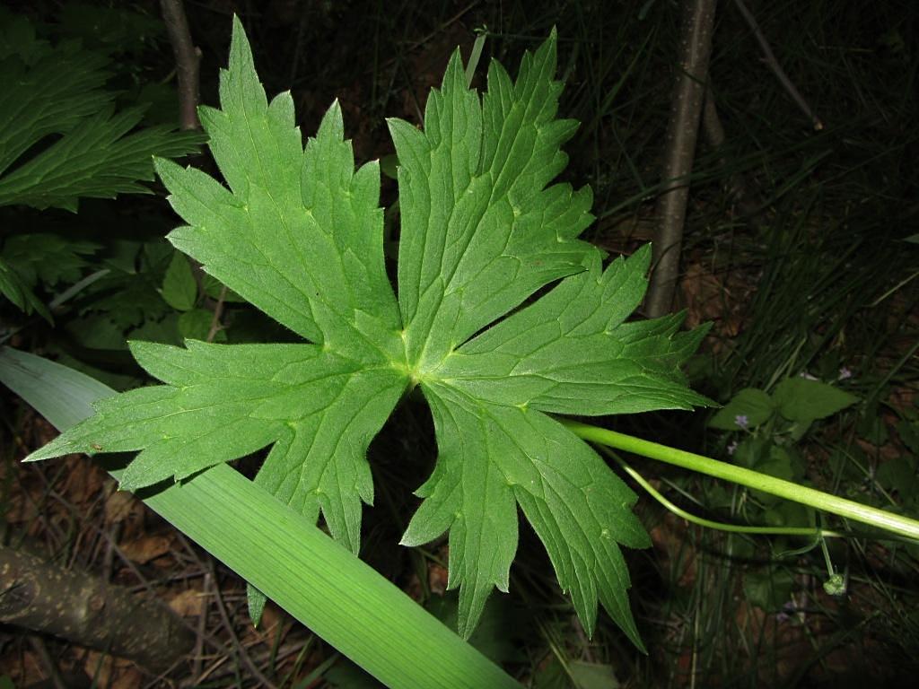 Image of Aconitum umbrosum specimen.