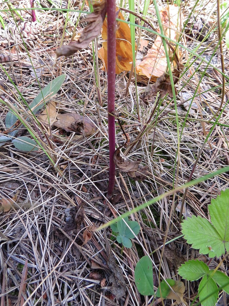 Изображение особи Senecio jacobaea.