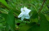 Calystegia sepium. Закрывшийся цветок. Московская обл., Павловский Посад, берег Вохонки. 14.08.2014.