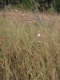 Festuca arundinacea. Соплодие с сидящей улиткой. Крым, Севастополь, Инкерман, р. Чёрная. 28 июля 2014 г.