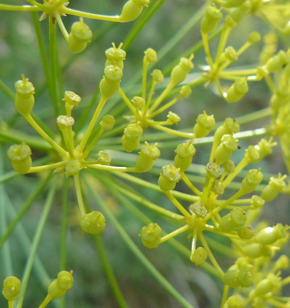 Image of Ferulago galbanifera specimen.