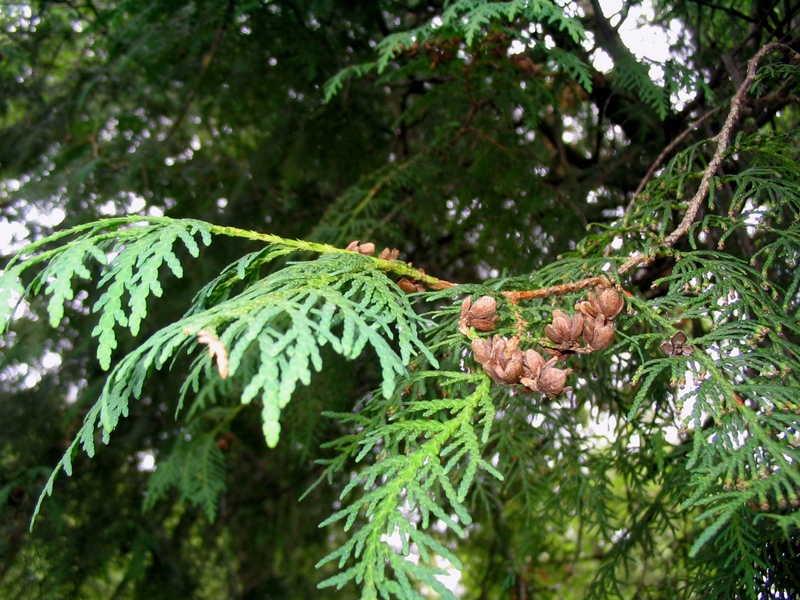 Image of Thuja occidentalis specimen.