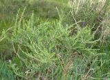 Caragana pygmaea. Молодое растение в степи. Хакасия, Усть-Абаканский район, окр. с. Капчалы. Август 2009 г.