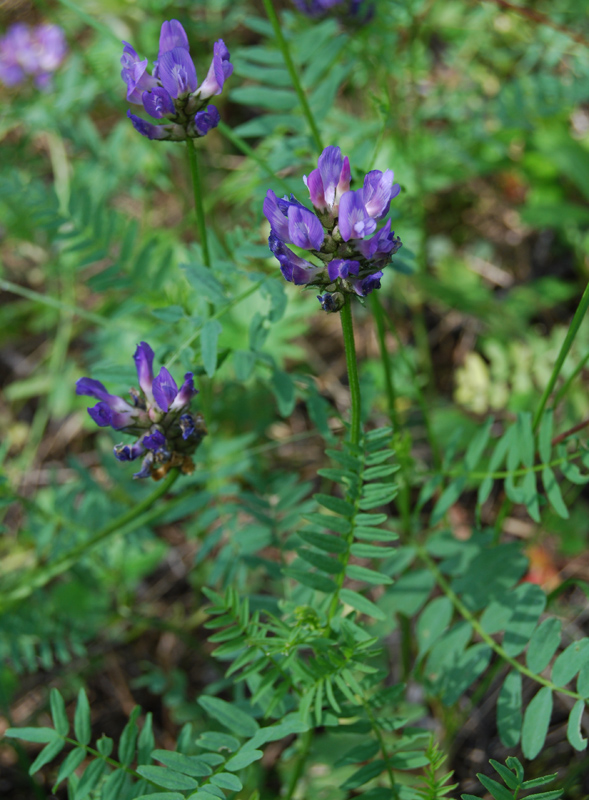 Image of Astragalus danicus specimen.