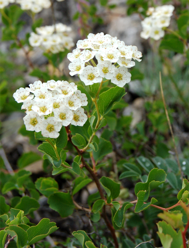 Изображение особи Spiraea trilobata.