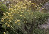 Helichrysum italicum. Зацветающие растения. Италия, Саленто, Адриатическое побережье, Санта Мария ди Леука, скалистый берег моря над яхтенной мариной. 01.06.2014.