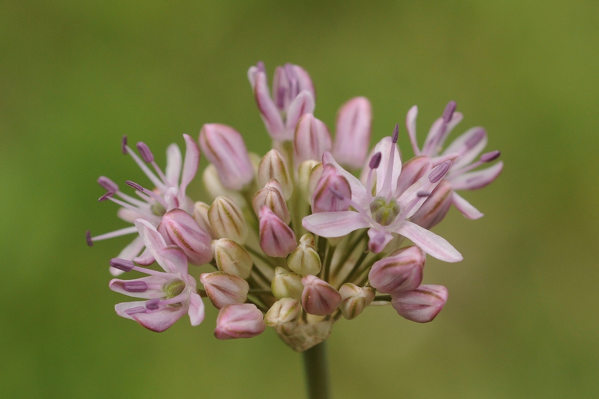 Image of Allium lepsicum specimen.