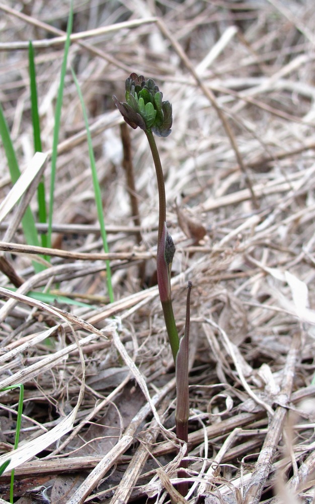 Изображение особи Thalictrum flavum.