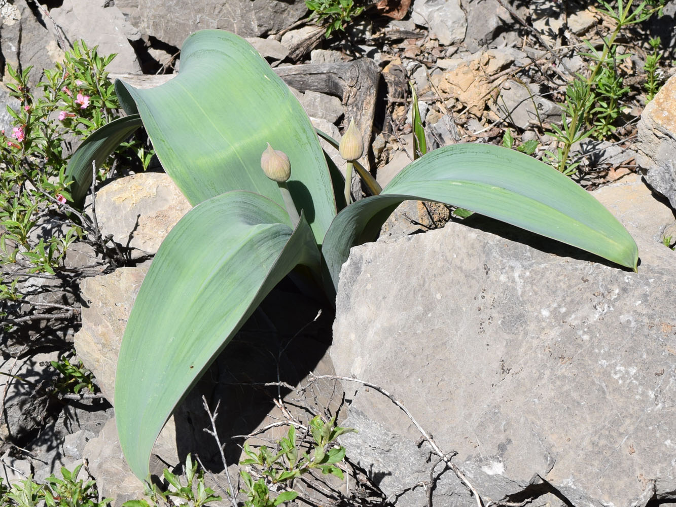 Image of Allium karataviense ssp. henrikii specimen.