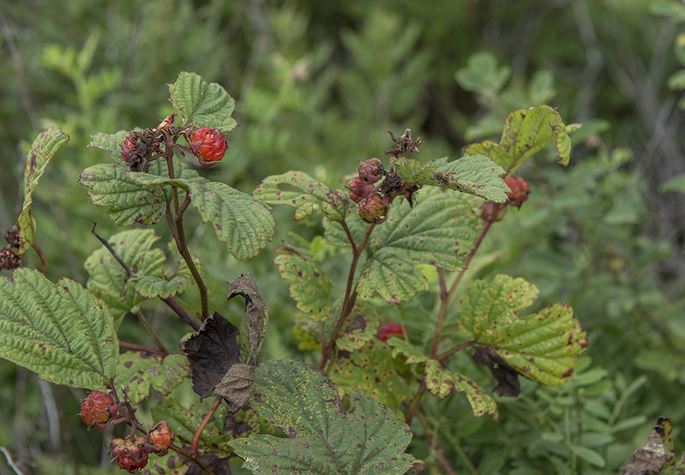 Image of Rubus crataegifolius specimen.