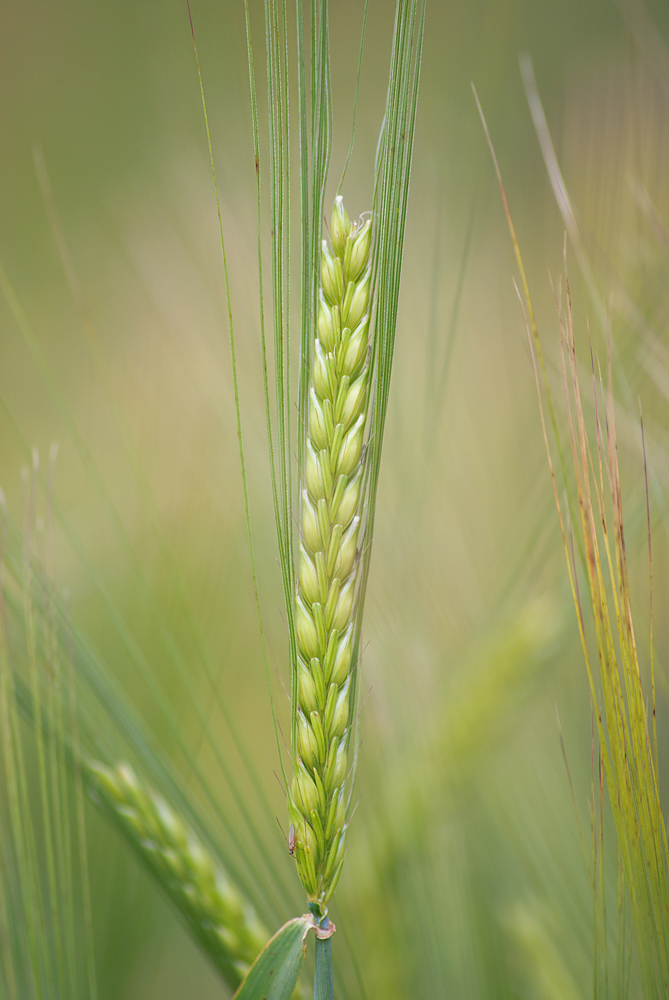 Image of Hordeum distichon specimen.