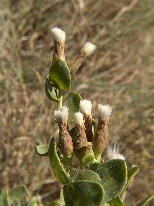 Image of Karelinia caspia specimen.