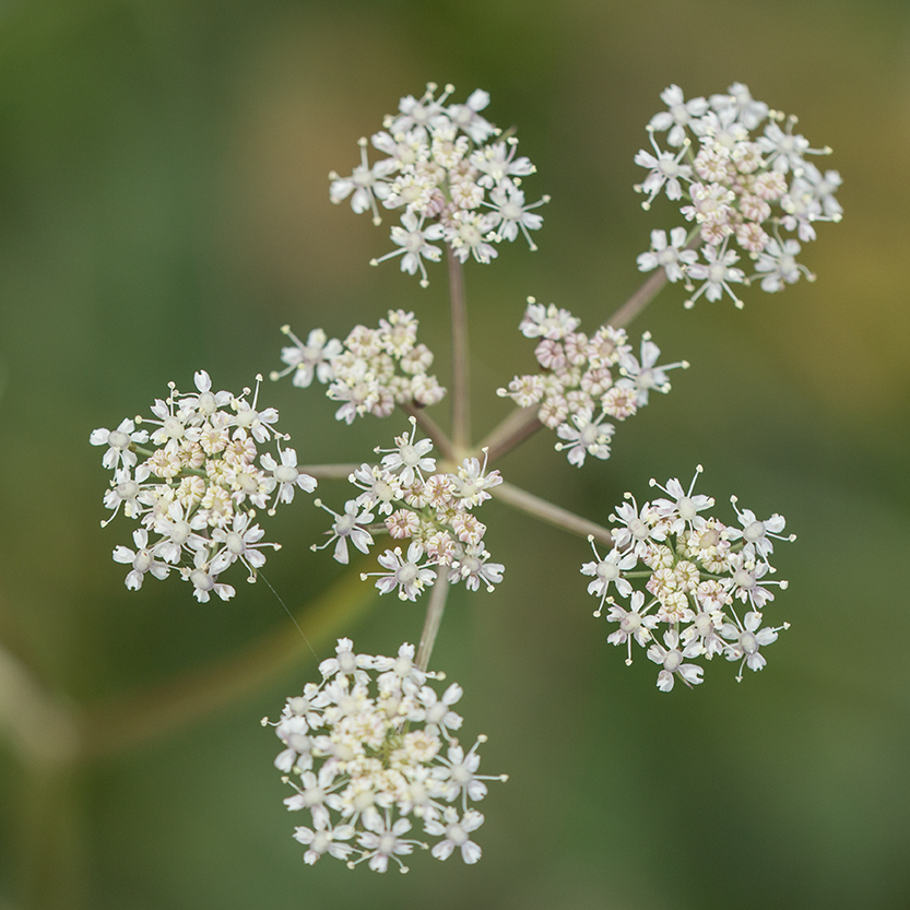 Изображение особи семейство Apiaceae.