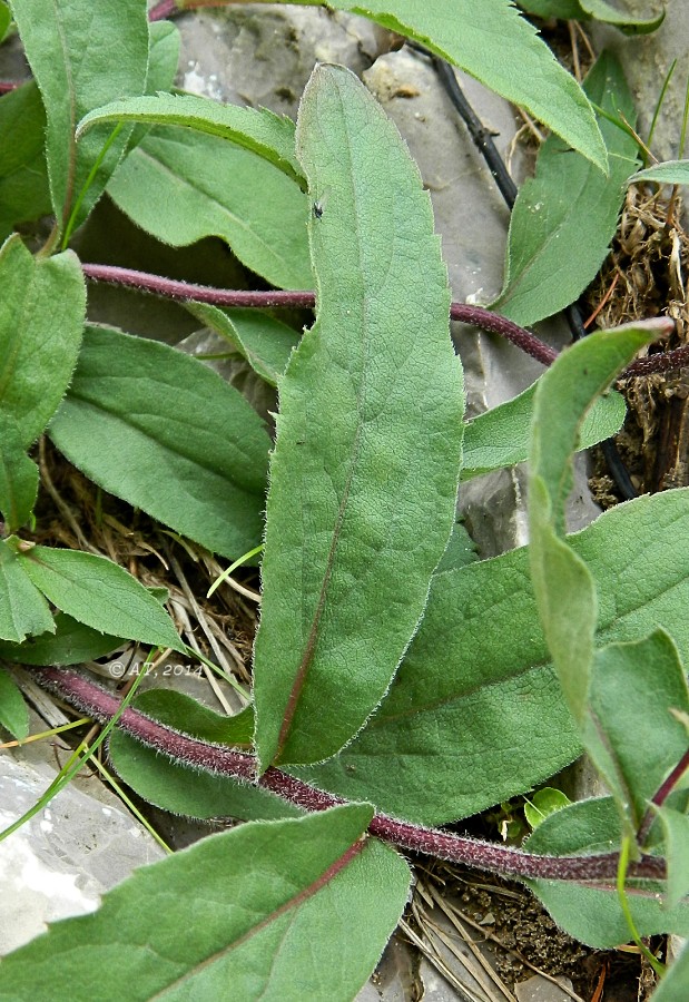 Image of Aster sibiricus specimen.