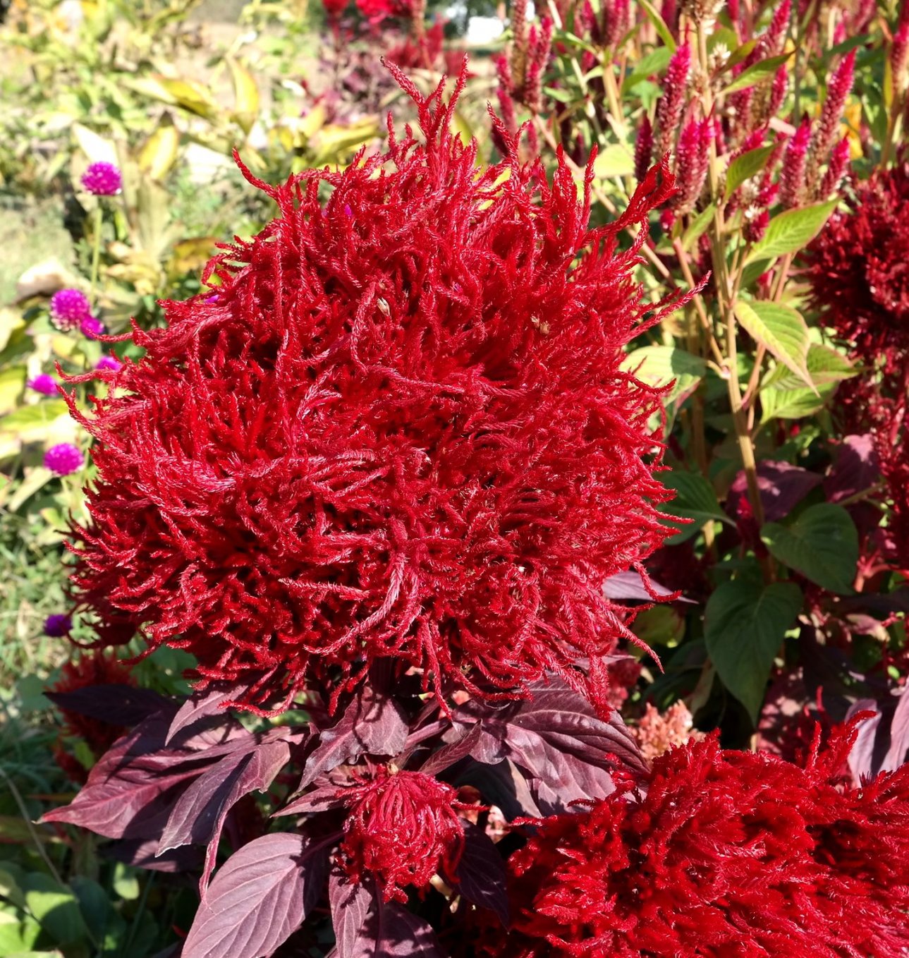 Image of Celosia argentea specimen.