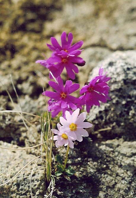 Изображение особи Primula cuneifolia.