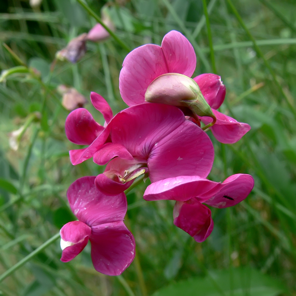 Изображение особи Lathyrus tuberosus.