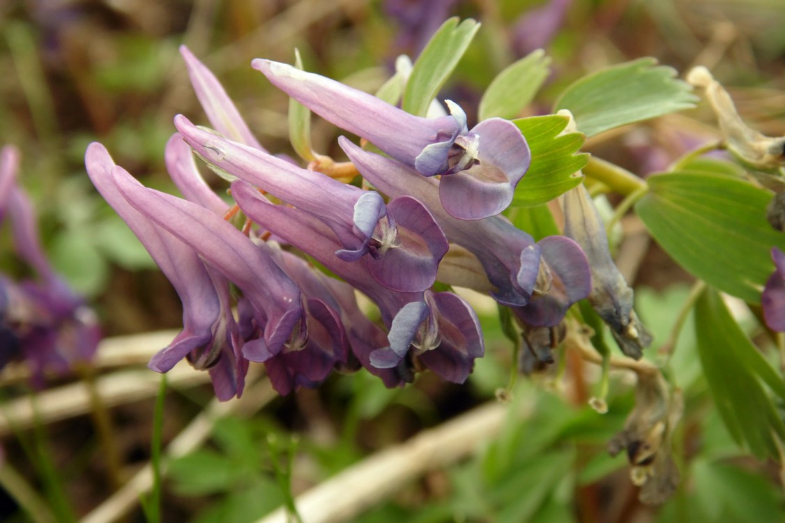 Image of Corydalis solida specimen.