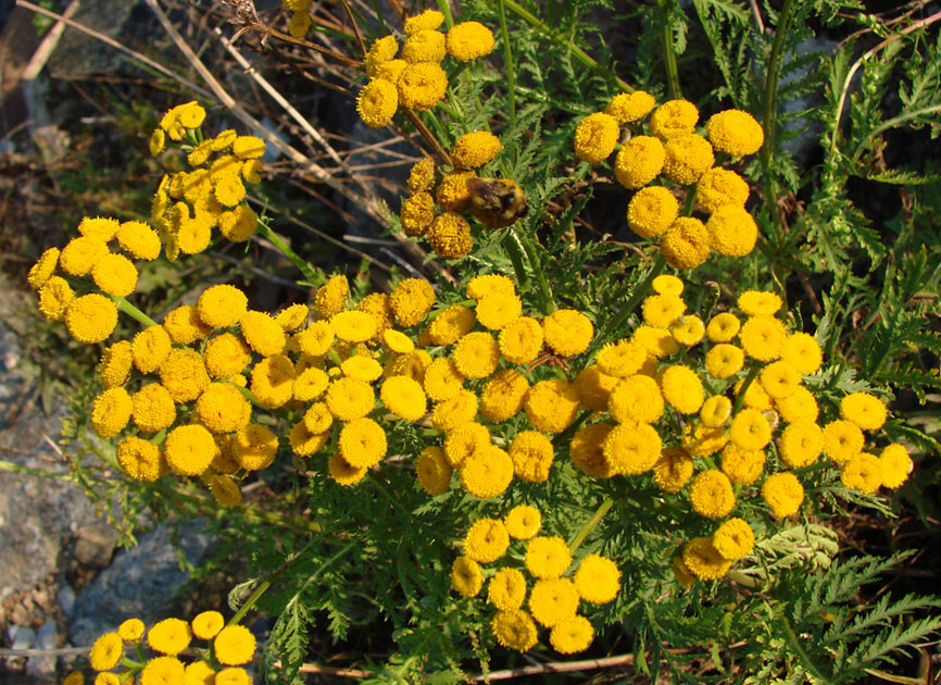 Image of Tanacetum vulgare specimen.