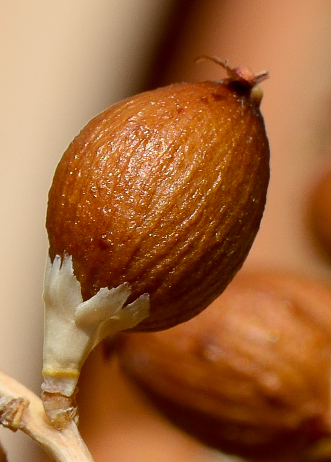 Image of Washingtonia robusta specimen.