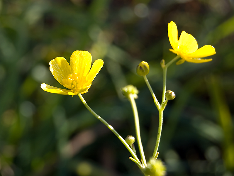 Image of Ranunculus acris specimen.