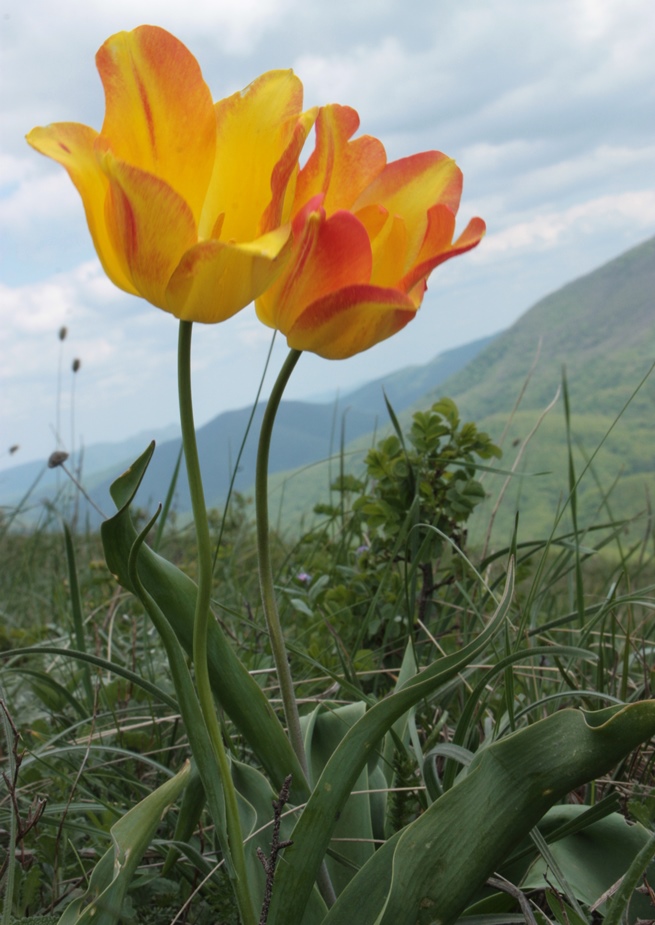 Image of Tulipa suaveolens specimen.