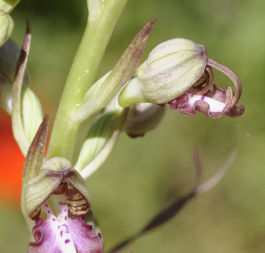 Изображение особи Himantoglossum calcaratum ssp. rumelicum.