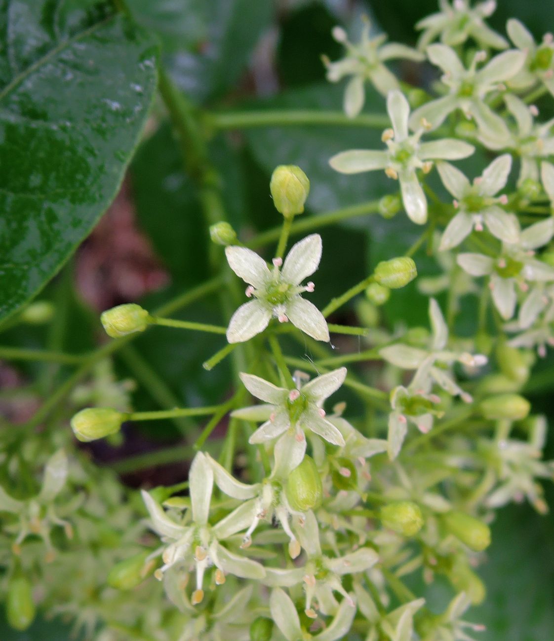 Изображение особи Ptelea trifoliata.