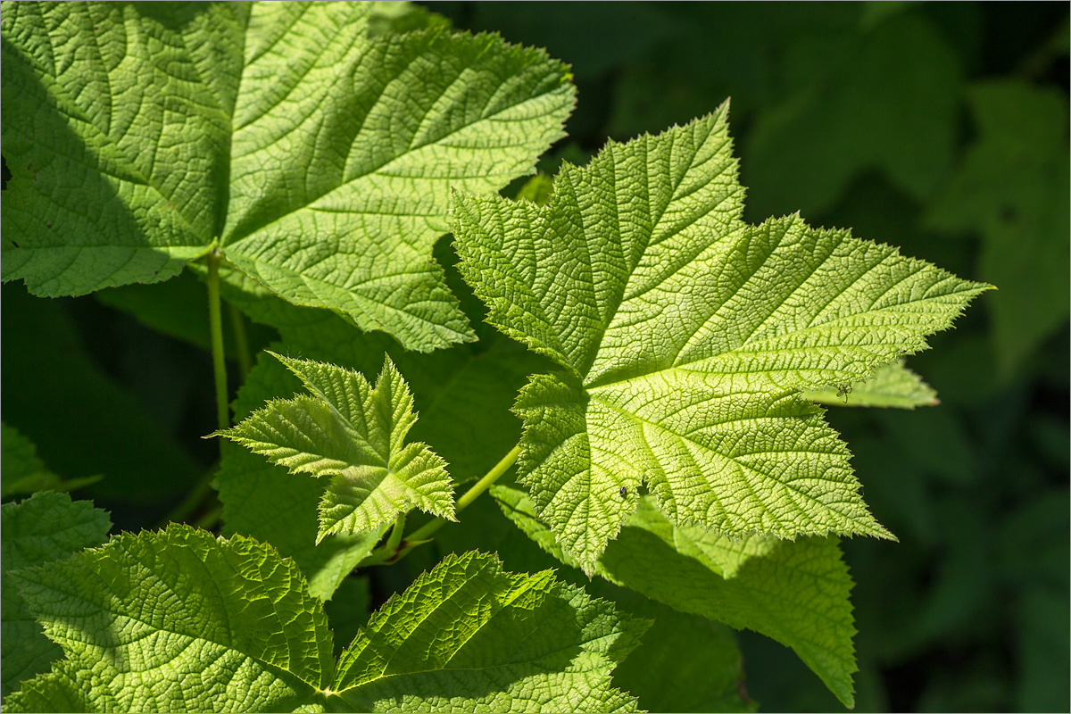 Изображение особи Rubus parviflorus.