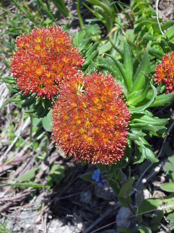 Image of Rhodiola linearifolia specimen.