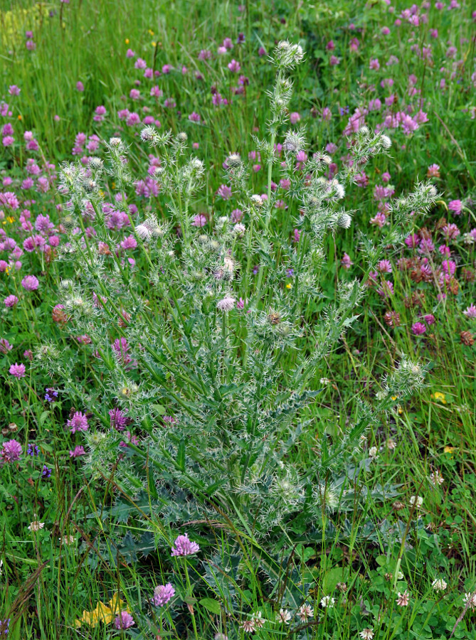 Image of Cirsium echinus specimen.