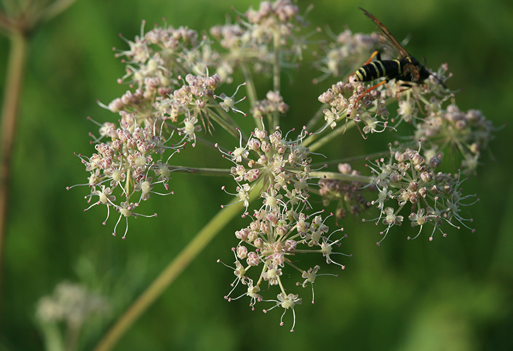 Изображение особи Angelica sylvestris.